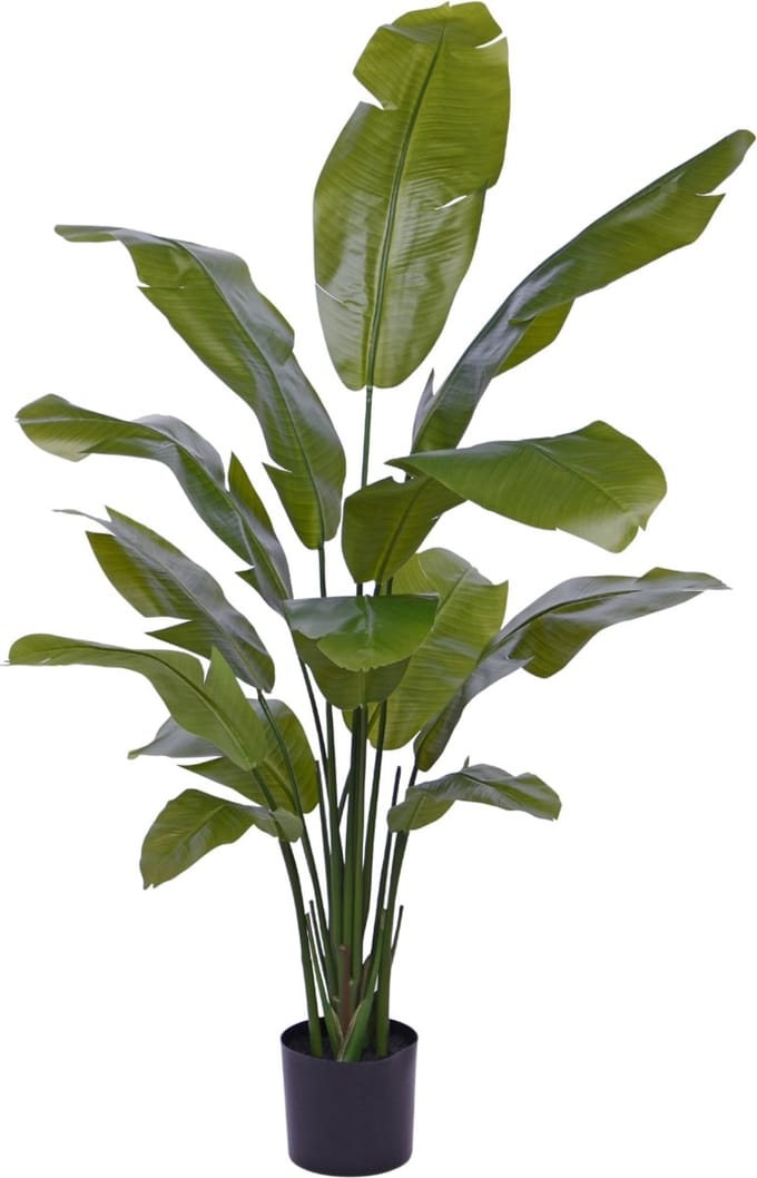 Traveller Palm promo 160cm