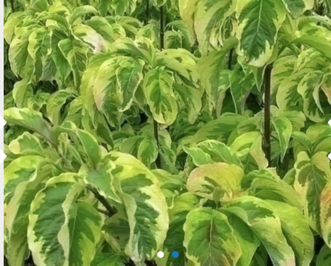 Cornus Florida 'Rainbow' - Amerikaanse Kornoelje 60 - 80 cm in pot