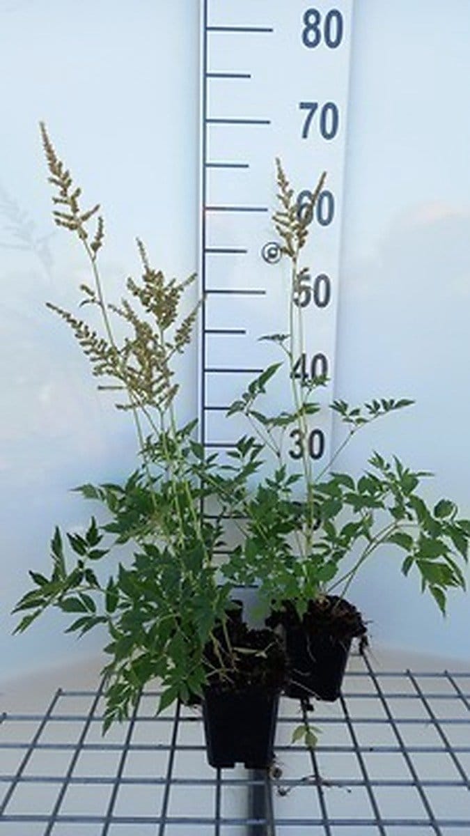 6x Prachtspirea - Astilbe (a) 'Diamant' | 9x9 cm pot