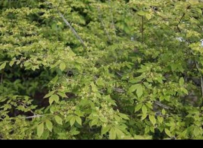 Euonymus alatus - Kardinaalshoed, Kardinaalsmuts 40- 50 cm in pot