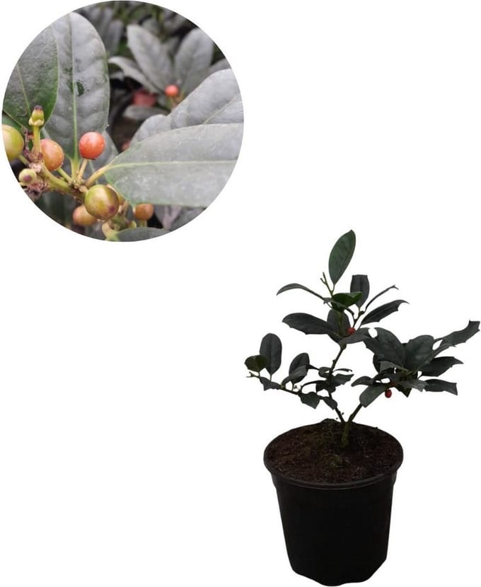 Amerikaanse Hulst | Ilex 'Nellie R Stevens' | Decoratief!