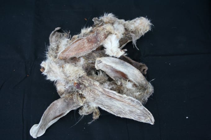 Konijnenoren met haar 2,5kg