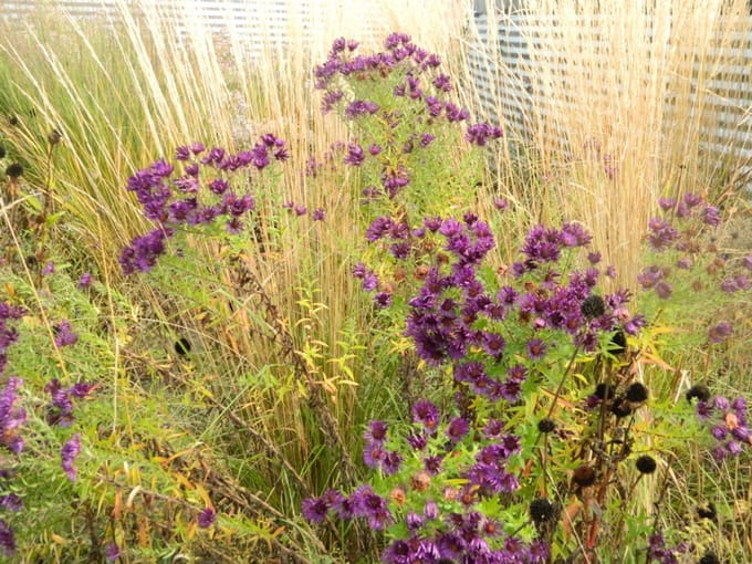6x angliae 'Purple Dome' - Herfstaster - Aster novae | 9x9 cm pot