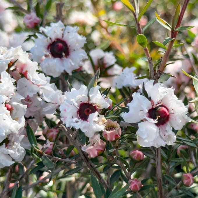 Set van 4 Manuka - Leptospermum scoparium 'Snow Flurry' - Witte bloem - 9cm pot