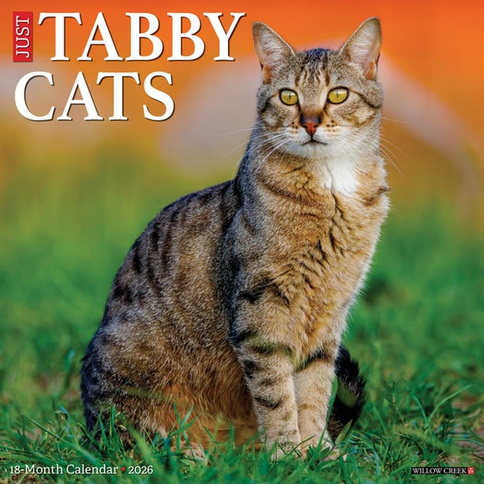 Tabby Katten Kalender 2026