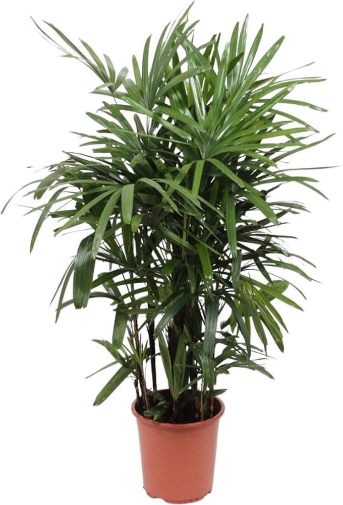 Vrouwenpalm Rhapis Excelsa 120cm hoog - Ø27cm