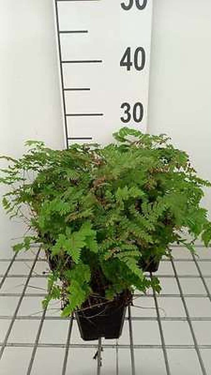 6x Driehoeksvaren - Dryopteris 'Plumosum' | 9x9 cm pot