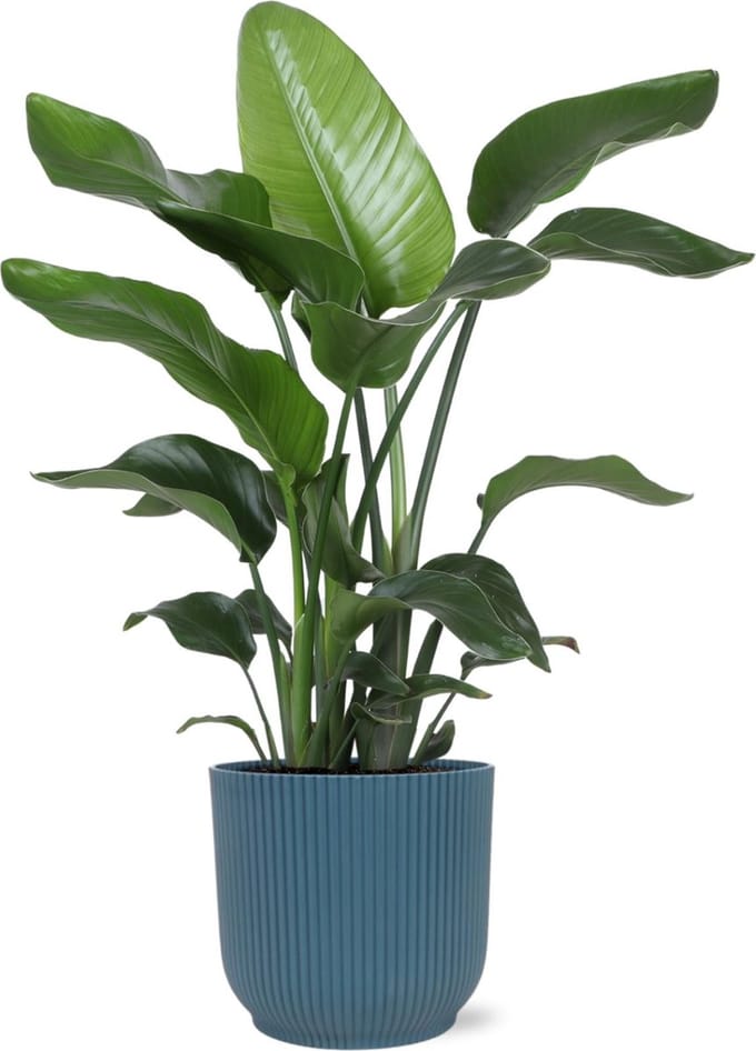 Green Harmony - Strelitzia Nicolai - Ø21cm - 80cm in Vibes blauw pot