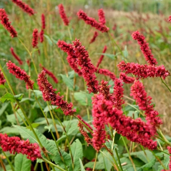 Persicaria amplexicaulis 'Fat Domino' - Duizendknoop - Wortelgoed - 5 stuks