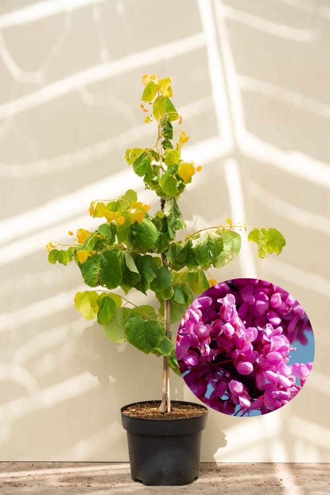 Jonge Amerikaanse Judasboom | Cercis canadensis 'Rising Sun' | 100-150cm hoogte