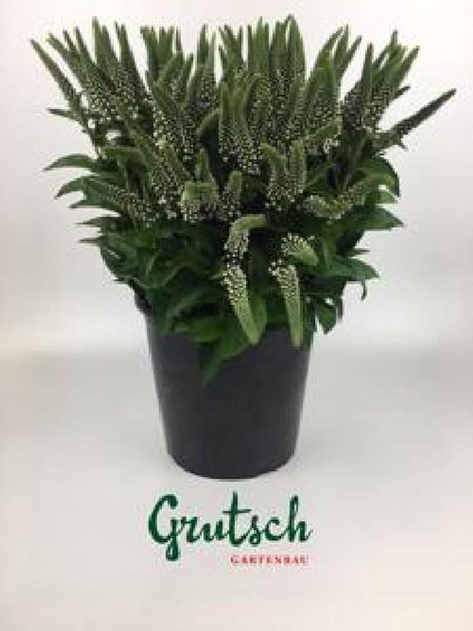 1x Lysimachia - wit 50cm
