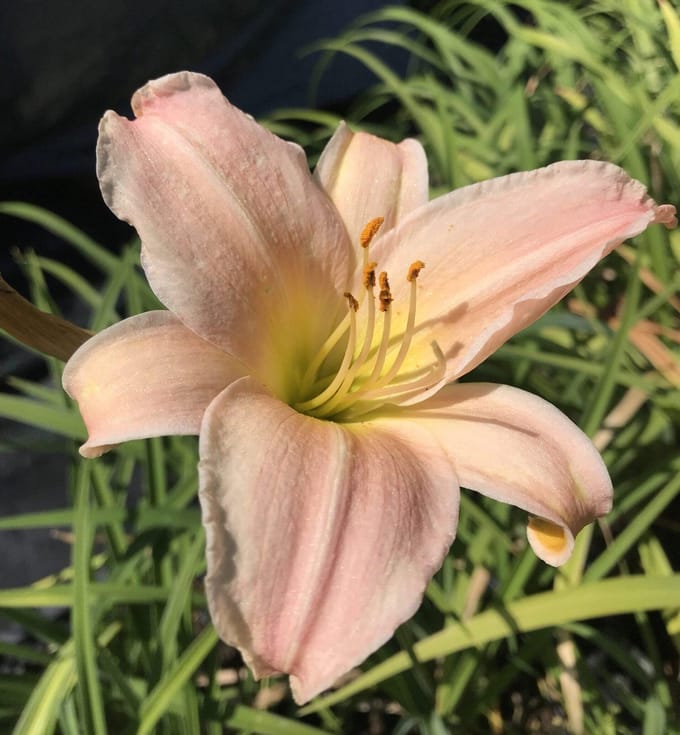 6 x Hemerocallis 'Luxury Lace' - Daglelie - P9 Pot (9 x 9cm) - Dima Vaste Planten