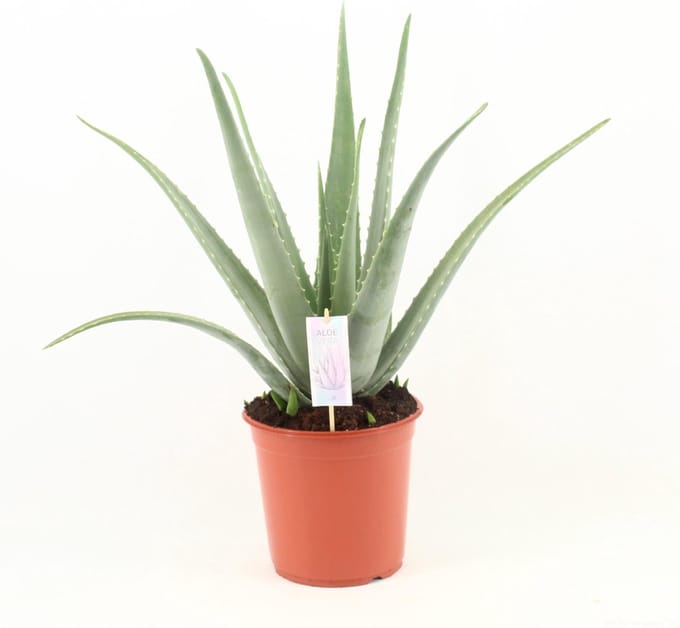 Aloe Vera, Ø24cm - 70cm, Groene Plant, Medicinale eigenschappen