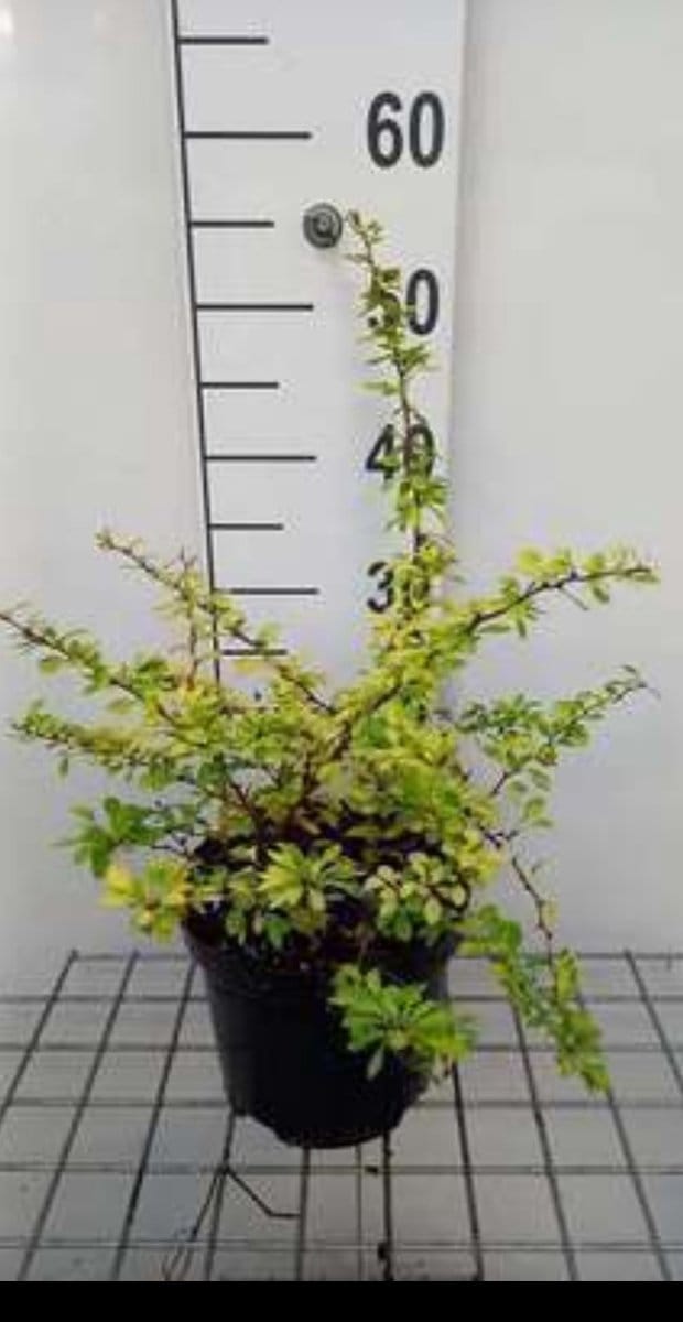 2 x Berberis thunb. 'Aurea' - Japanse Zuurbes 15- 20 cm in pot