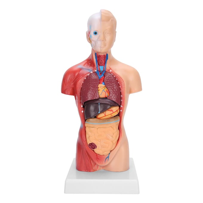 Modèle de torse humain de 28 cm Organes internes détachables Modèle d'assemblage anatomique pédagogique brown