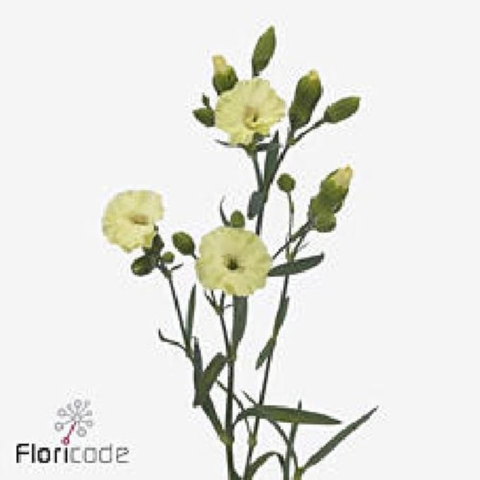 20x Dian.tr.solomio solandis blondfly 60cm