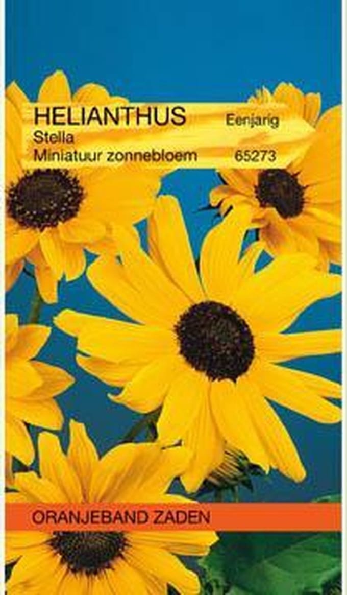 Oranjeband Zaden - Zonnebloem Stella
