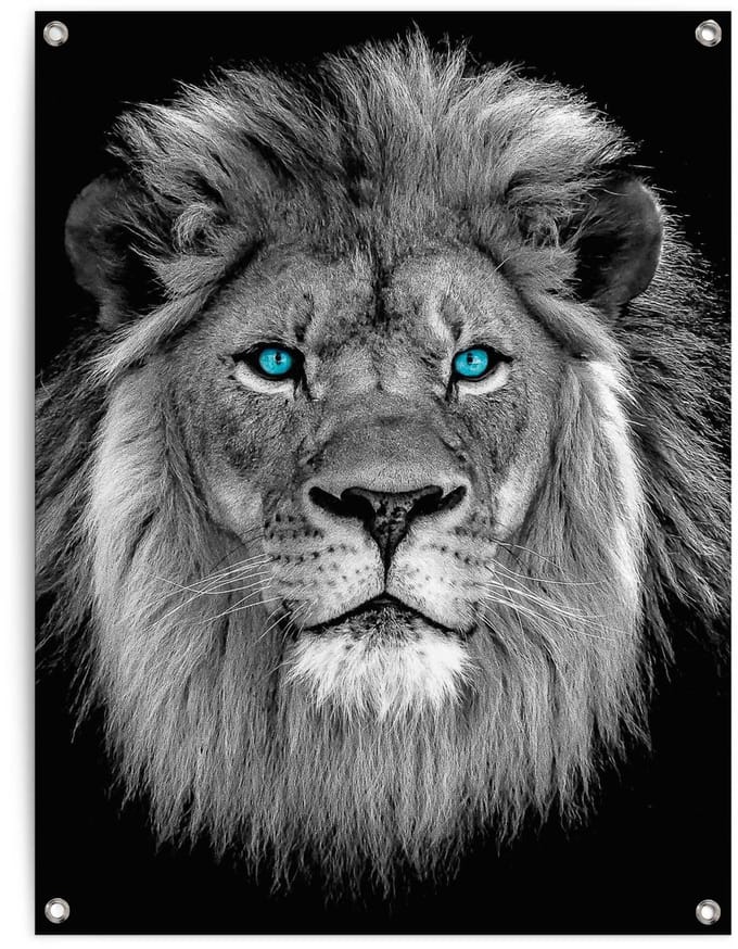 Tuinposter Leeuw met blauwe ogen - 80 x 60 - Canvas - REINDERS
