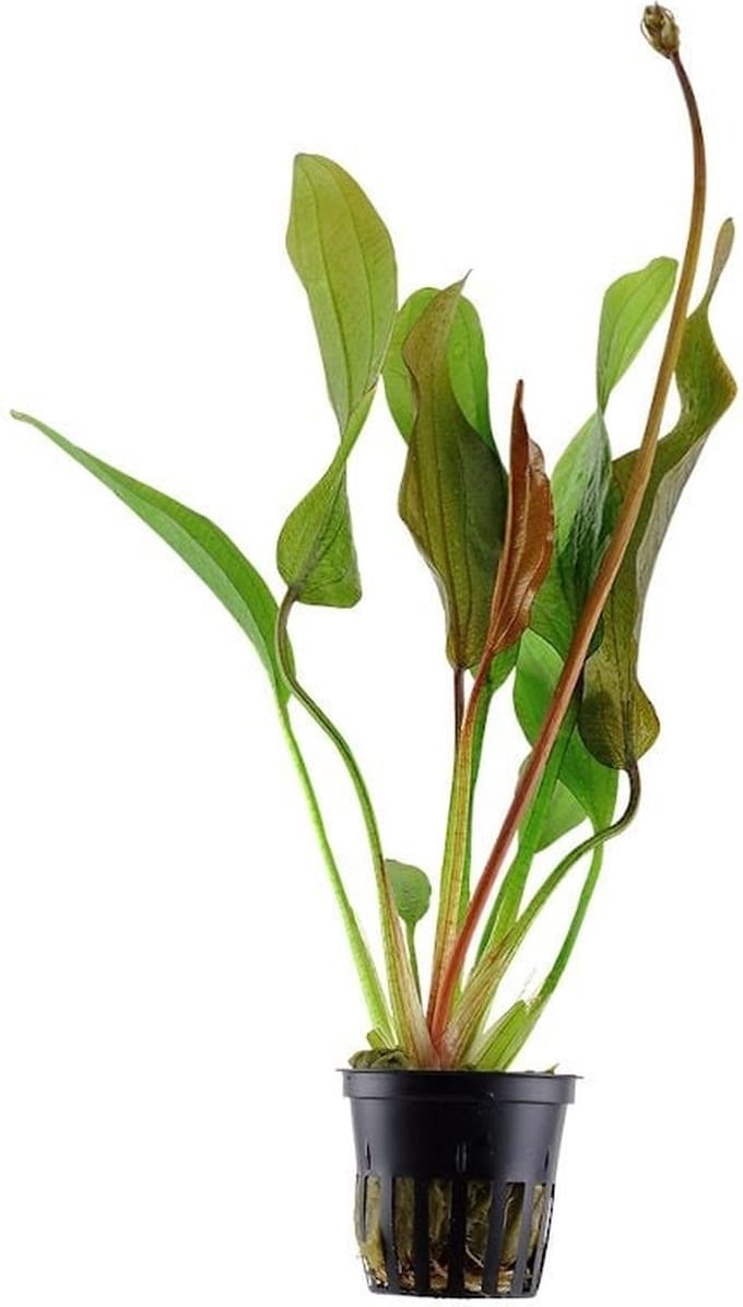 Moerings Echnodorus Red Diamond in 5 cm pot - Rood