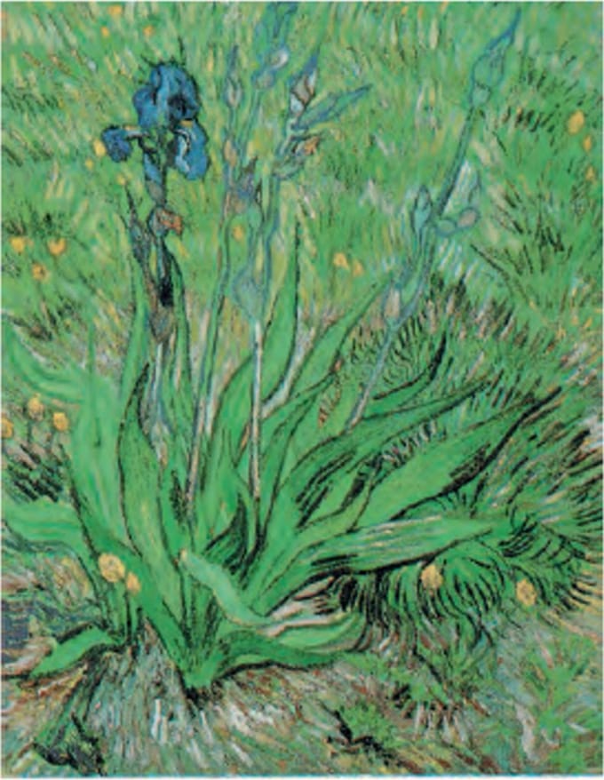Vincent van Gogh - Irissen - Kunstposter - 40x50 cm
