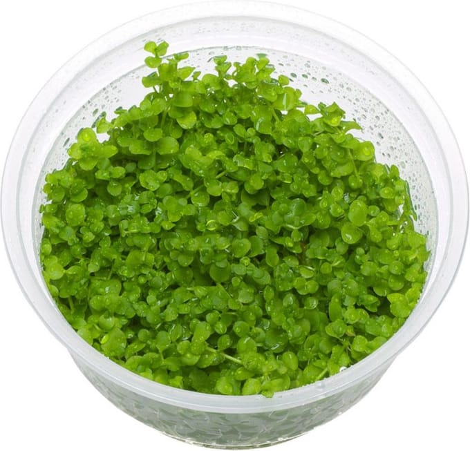 Monte Carlo In Vitro - Moerings Aquariumplanten