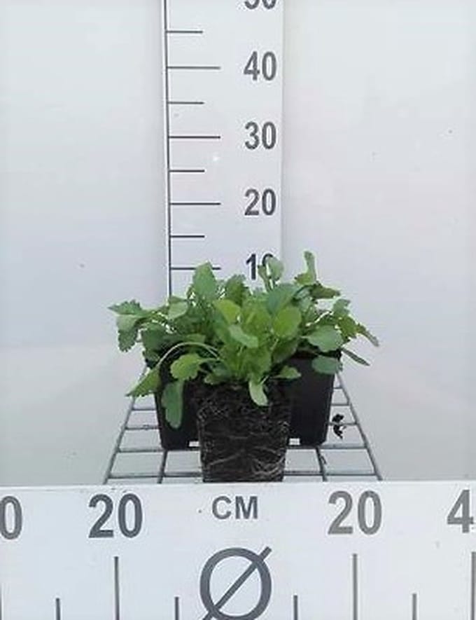 6x Margriet - Leucanthemum vulgare (chrysanth. leucanth.) | 9x9 cm pot