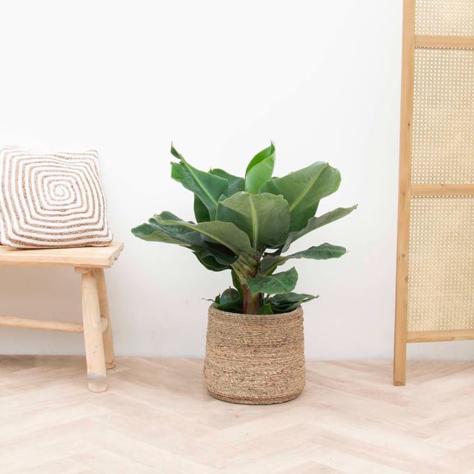 Bananenplant - 80 cm