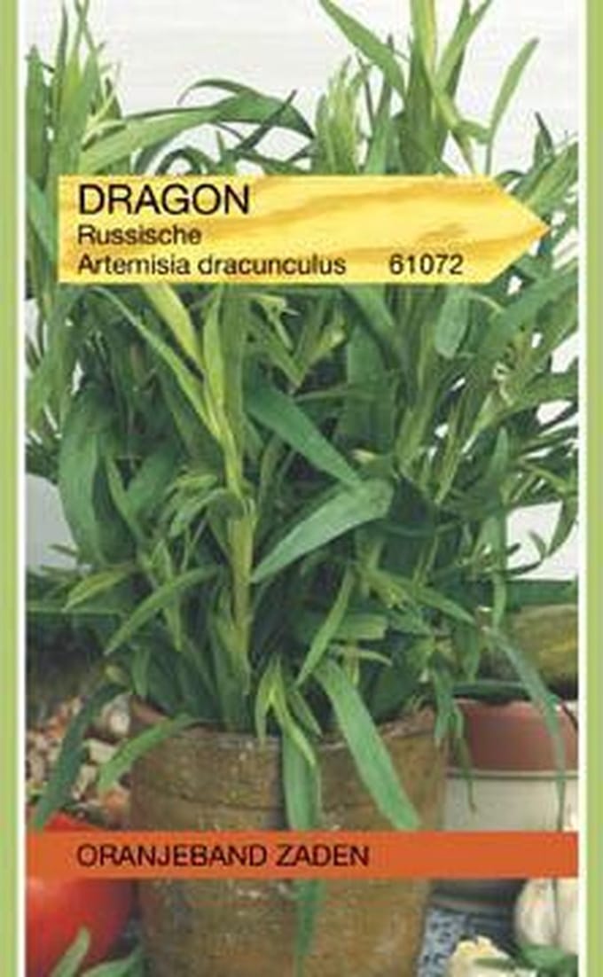 Dragon Russische