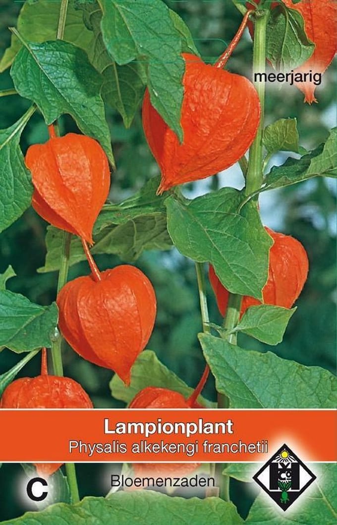 2 stuks Van Hemert & Co Physalis alkekengi franchetii