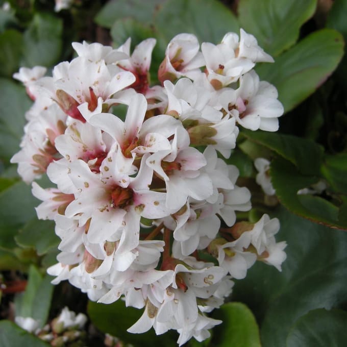 6 x Bergenia 'Silberlicht - Schoenlappersplant pot 9x9cm