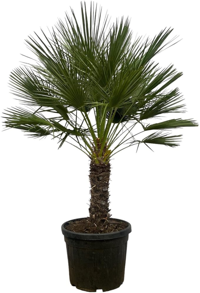 Chamaerops Humilis op stam - 150 cm - Ø45cm