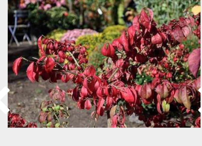 Euonymus alatus - Kardinaalshoed, Kardinaalsmuts 30 - 40 cm in pot