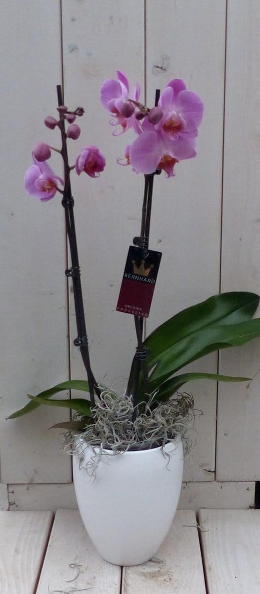 Vlinderorchidee lichtroze in hoge witte pot 60 cm