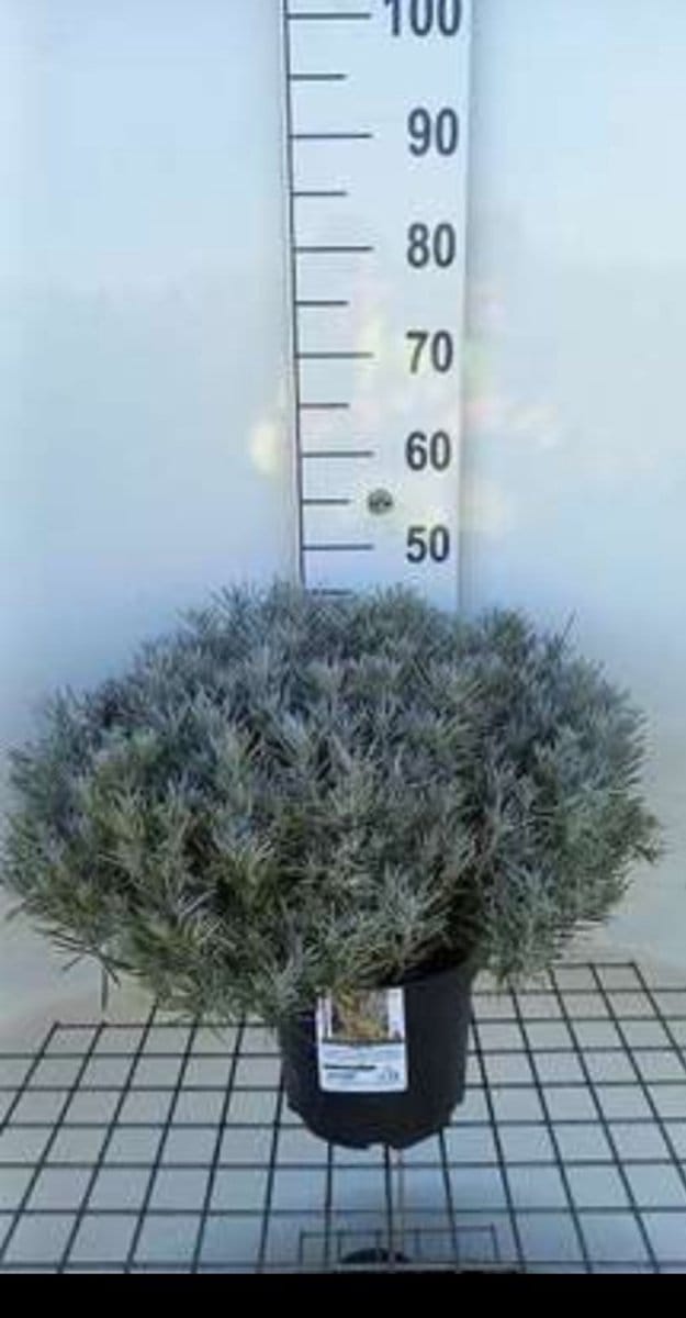 Helichrysum italicum ssp. serotinum - Kerrieplant C5 cm in pot