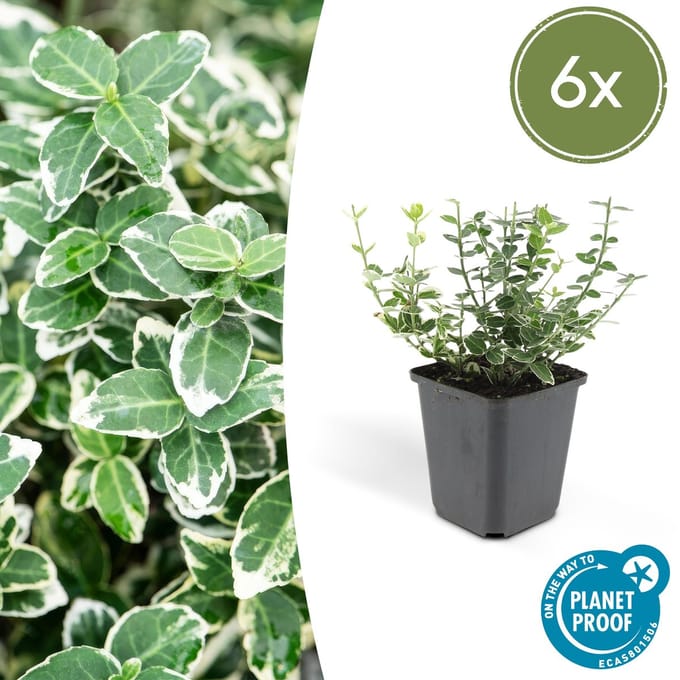 Euonymus 'Emerald 'n Gaity' P9 10/25 6x