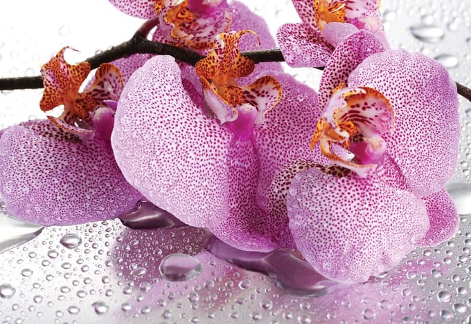 Fotobehang Flowers Orchids Drops | PANORAMIC - 250cm x 104cm | 130g/m2 Vlies