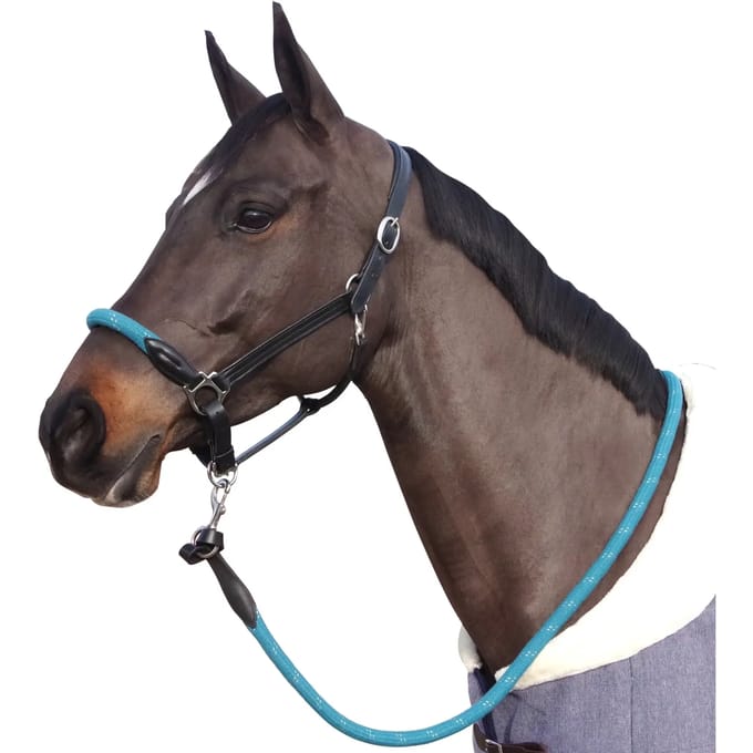 Halster met witte gespen voor paarden Canter