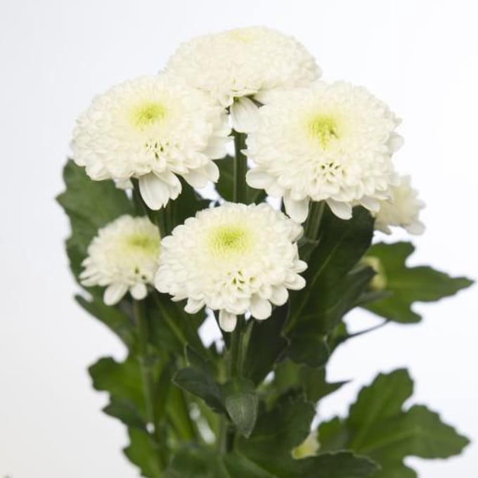 25x Chrysant san.poppy 50cm
