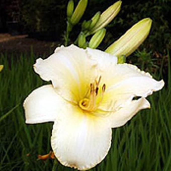 3 x Hemerocallis 'Helle Berlinerin' - Daglelie pot 9x9cm