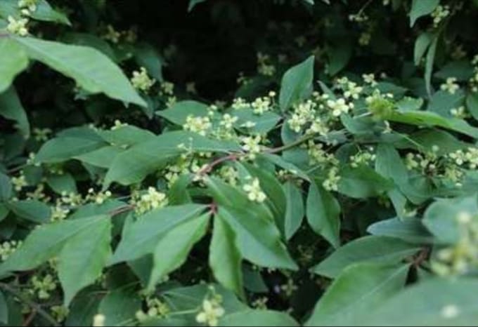 1 x Euonymus al. 'Compactus' - Kardinaalshoed, Dwerg Kardinaalsmuts 30- 40 cm in pot