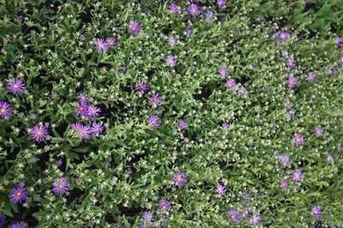 6x Aster - Aster thomsonii | 9x9 cm pot