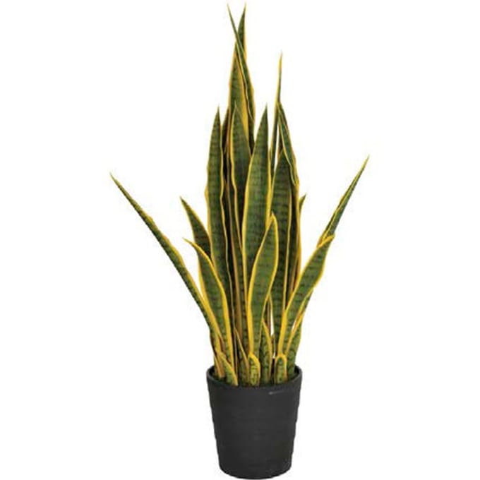 Intergard Kunstplanten Sansevieria vrouwentong 105cm bicolor