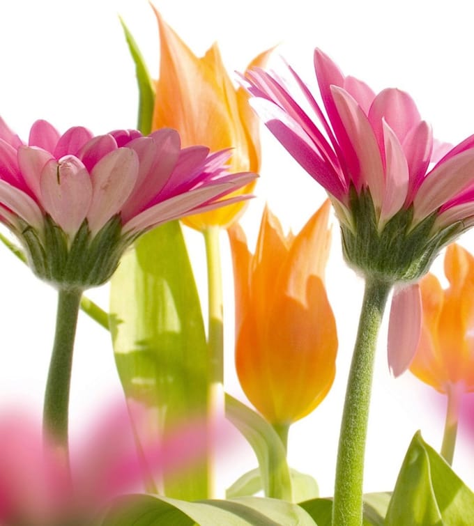 Fotobehang - Spring Flowers 225x250cm - Vliesbehang
