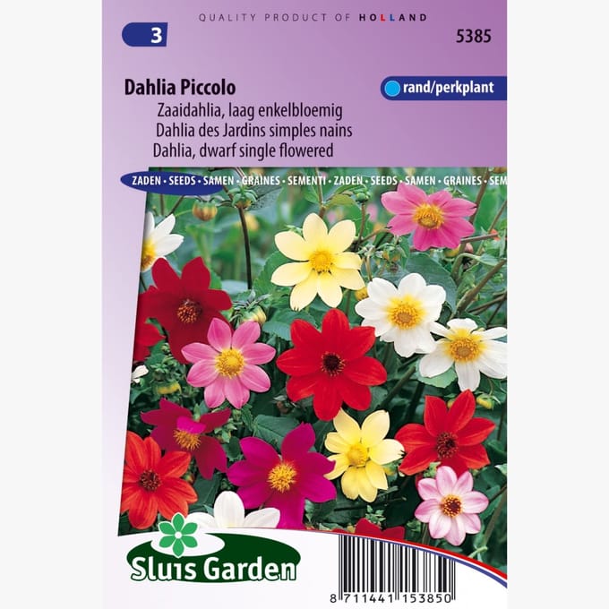 Sluis Garden - Dahlia Piccolo Mix