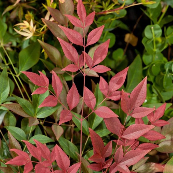 8 x Nandina domestica Obsessed - Hemelse bamboe in C2 pot met hoogte 10-20cm