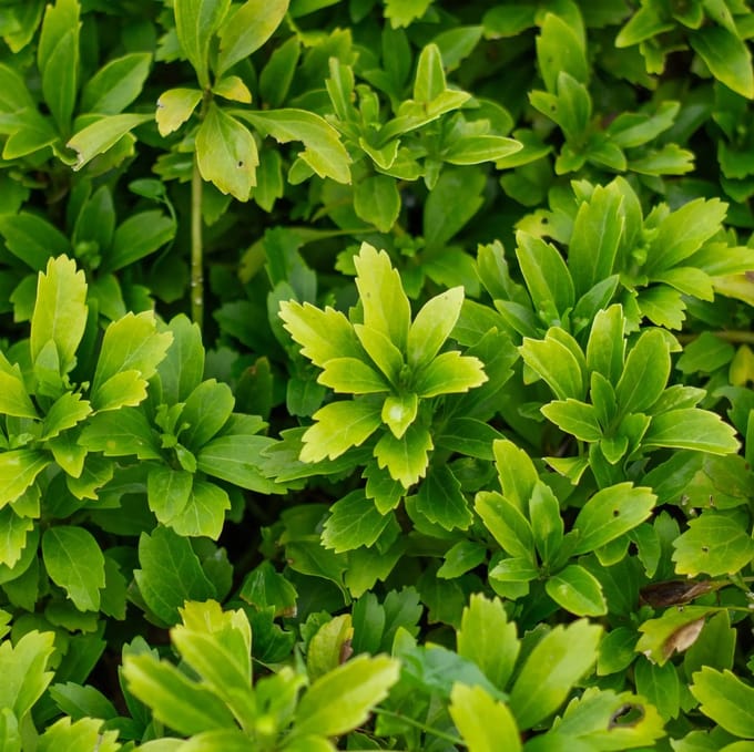 Pachysandra terminalis Schaduwkruid – 12x P9 – Wintergroene Bodembedekker