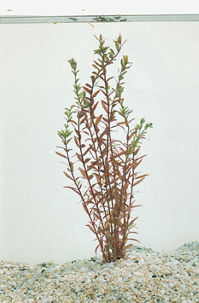 Rotala rotundifolia green P11