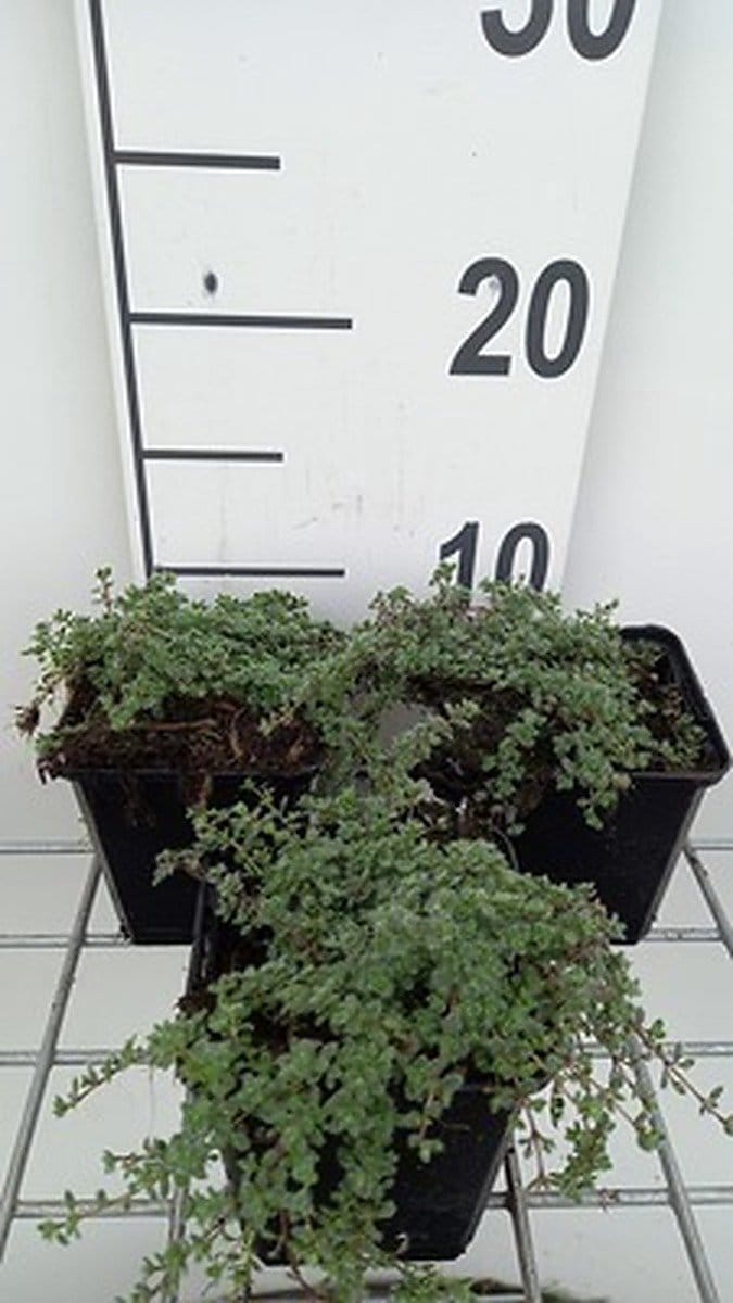 6x Kruiptijm - Thymus praecox 'Pseudolanuginosus' | 9x9 cm pot