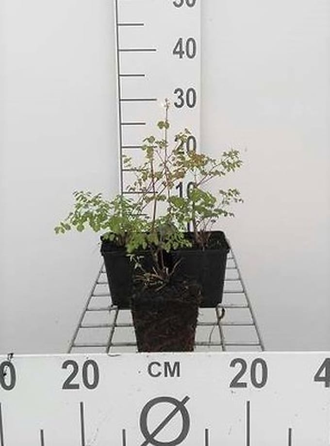 6x Chinses Ruit - Thalictrum delavayi | 9x9 cm pot