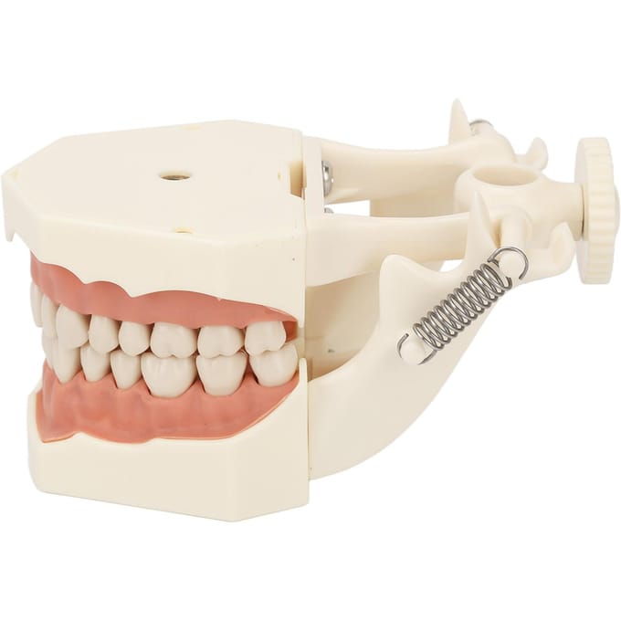 32 Tanden Model Zacht Tandvlees Schroef Vast Zelfstudie Training Onderzoek Tandheelkundig Tand Model Model beige